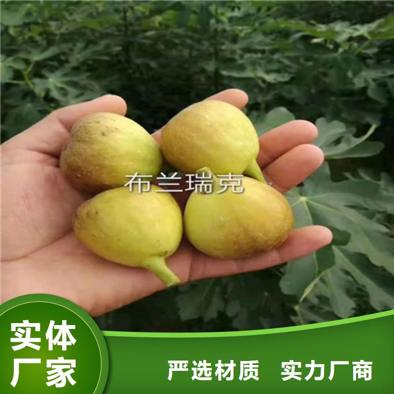 无花果1公分杏树苗支持加工定制