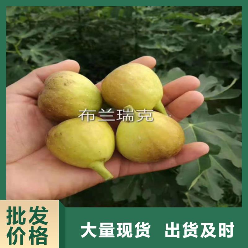 油桃苗视频-油桃苗-苗木中心(德州市分公司)服务区域乐陵|武城|泰安|潍坊|滨州|济南|淄博