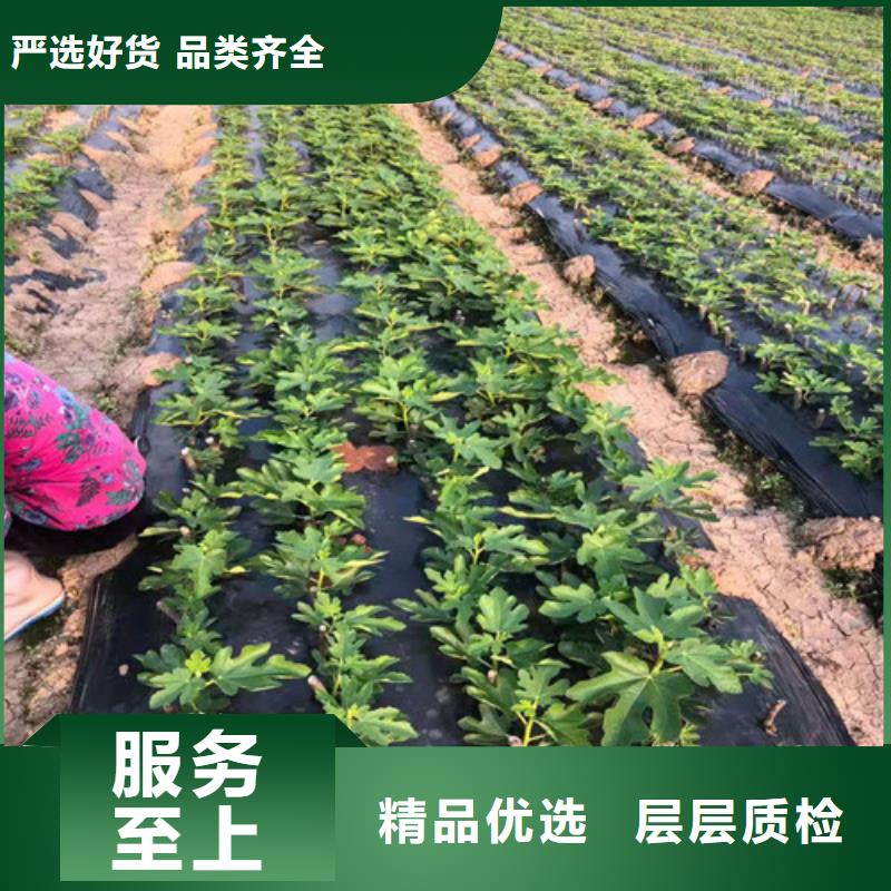 油桃苗视频-油桃苗|辽宁省营口市|鲅鱼圈|站前|抚顺|朝阳|锦州|鞍山|葫芦岛