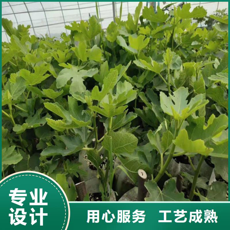 油桃苗视频-油桃苗-苗木中心(德州市分公司)服务区域乐陵|武城|泰安|潍坊|滨州|济南|淄博