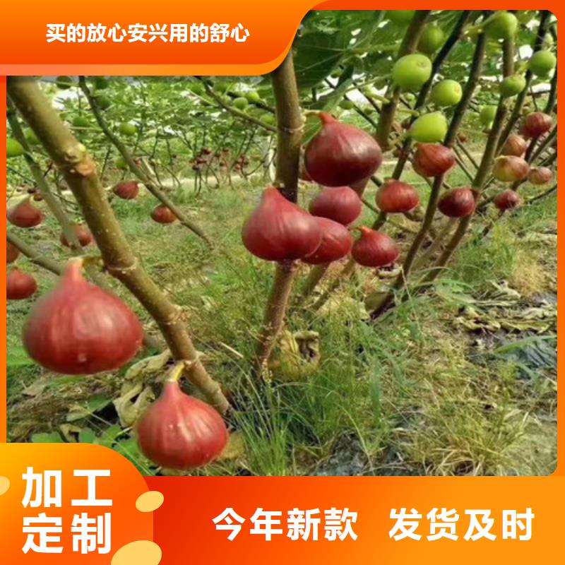 油桃苗视频-油桃苗_江西省市场覆盖九江|南昌|景德镇|上饶|赣州|萍乡等