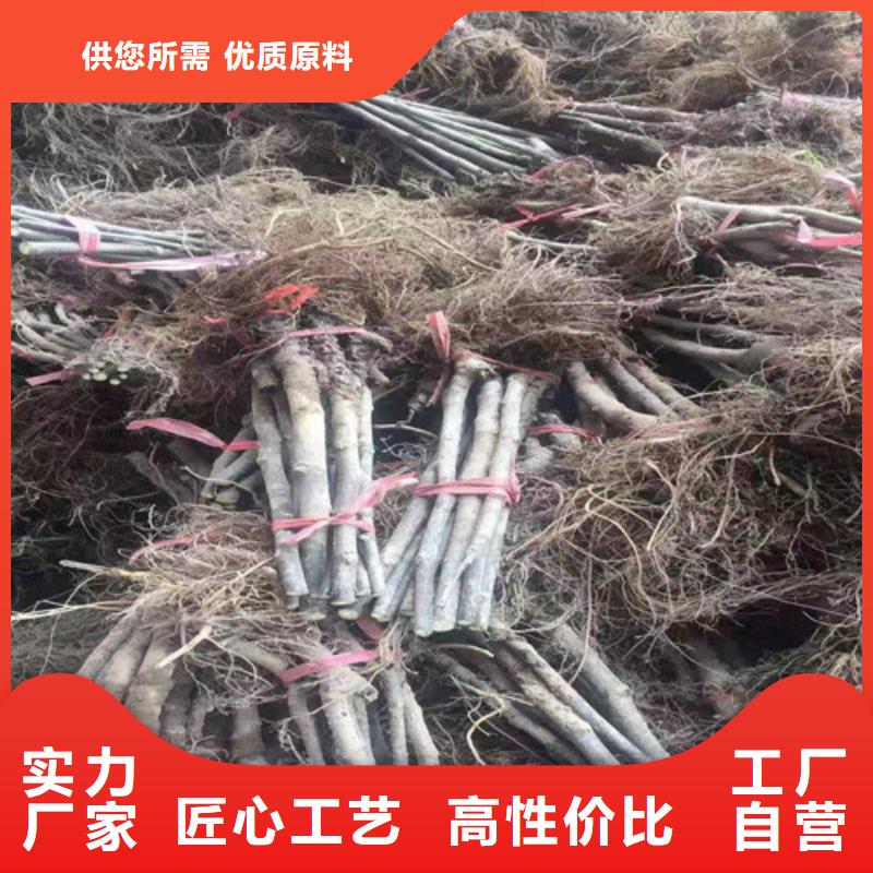无花果大棚草莓苗让客户买的放心