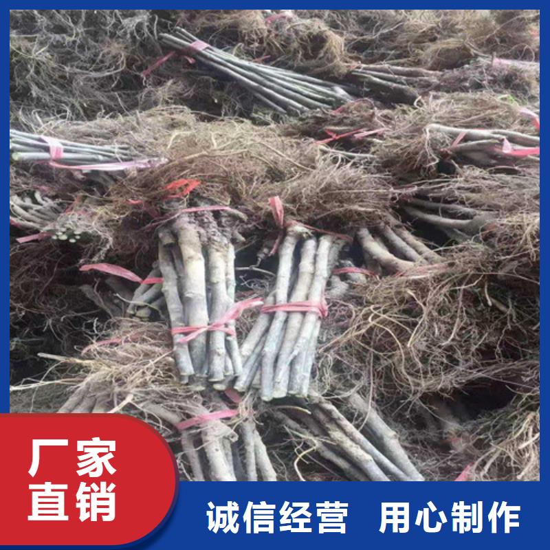 油桃苗视频-油桃苗_江西省市场覆盖九江|南昌|景德镇|上饶|赣州|萍乡等