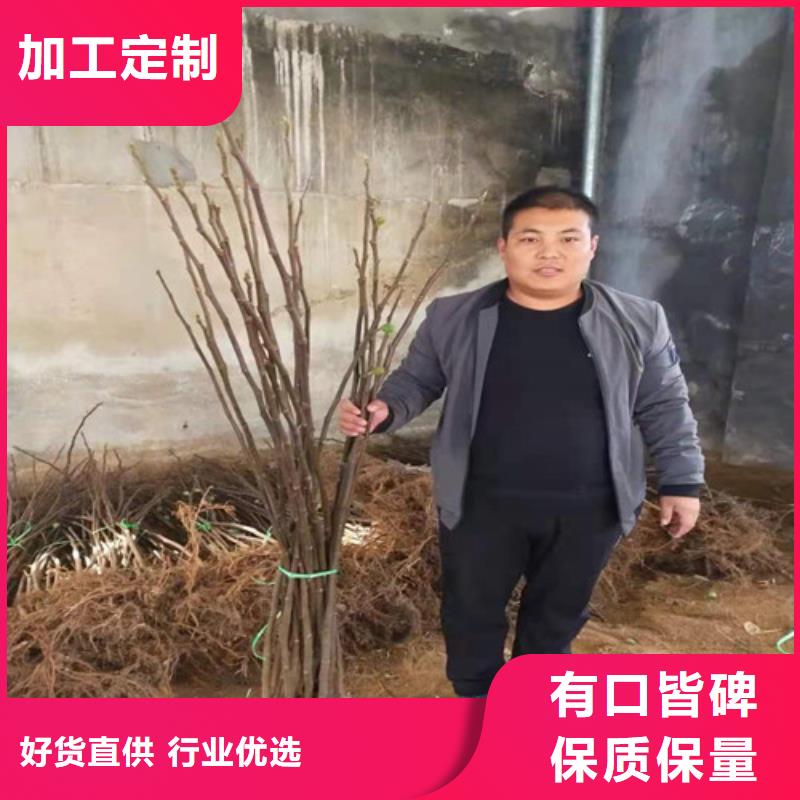 油桃苗视频-油桃苗-苗木中心(德州市分公司)服务区域乐陵|武城|泰安|潍坊|滨州|济南|淄博