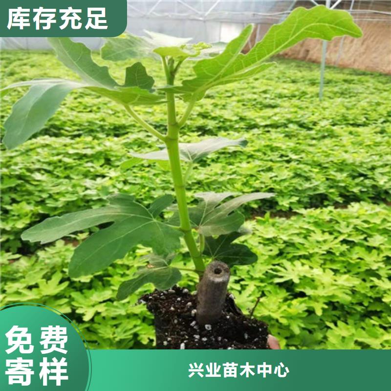 油桃苗视频-油桃苗_江西省市场覆盖九江|南昌|景德镇|上饶|赣州|萍乡等