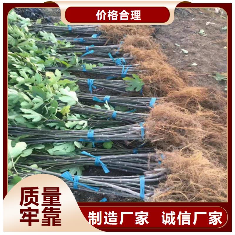 油桃苗视频-油桃苗-苗木中心(德州市分公司)服务区域乐陵|武城|泰安|潍坊|滨州|济南|淄博