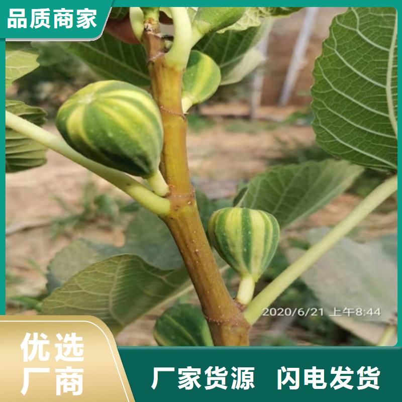 油桃苗视频-油桃苗_江西省市场覆盖九江|南昌|景德镇|上饶|赣州|萍乡等