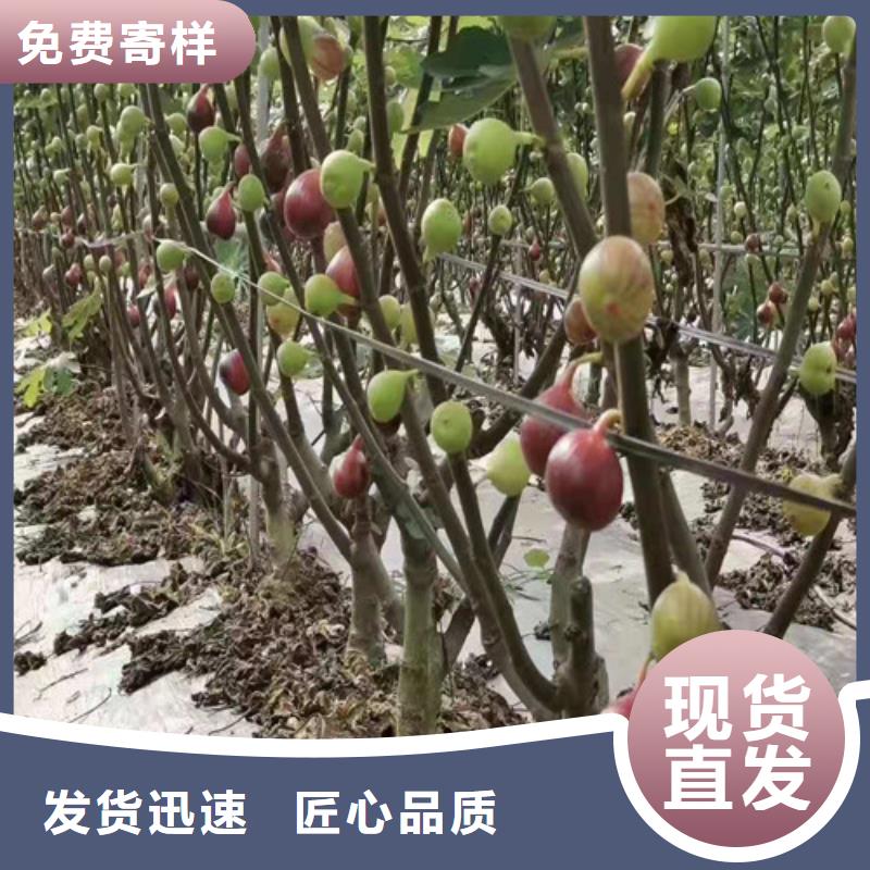 无花果香椿苗安心购