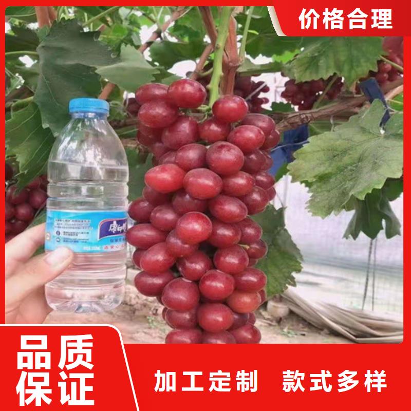 葡萄大棚草莓苗量大从优