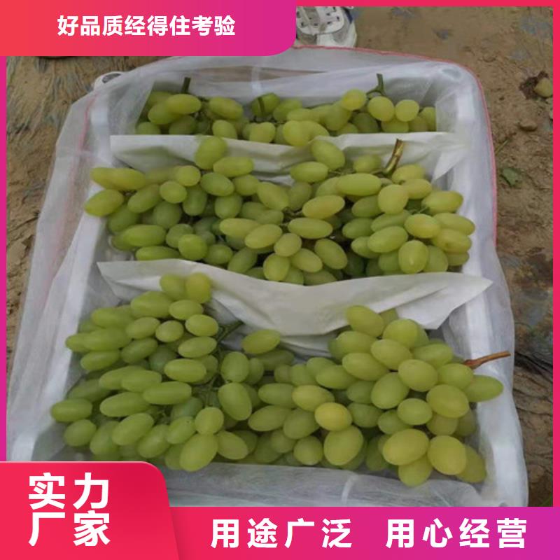 葡萄草莓苗好产品放心购
