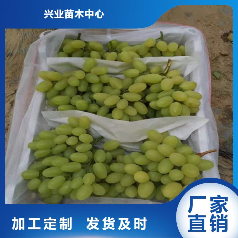 葡萄樱桃树苗品种全