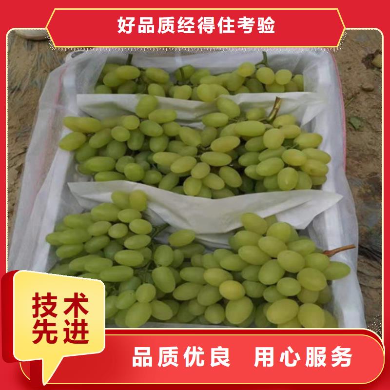 葡萄苹果苗粘木畅销本地