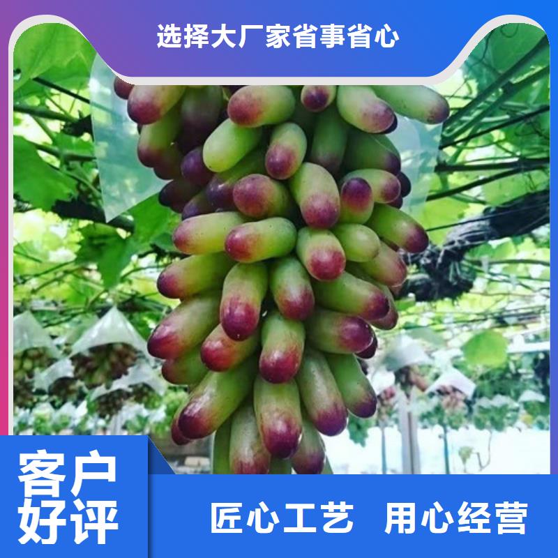 葡萄_苹果苗精益求精