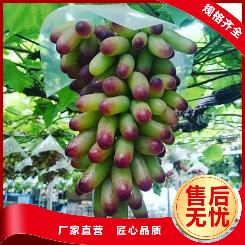 油桃苗视频-油桃苗-苗木中心(山南市分公司)服务区域曲松|琼结|阿里|昌都|林芝|那曲|日喀则|拉萨