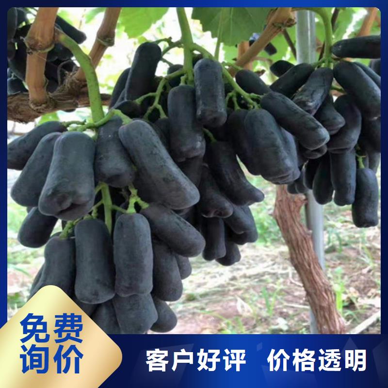 葡萄梨树苗客户满意度高