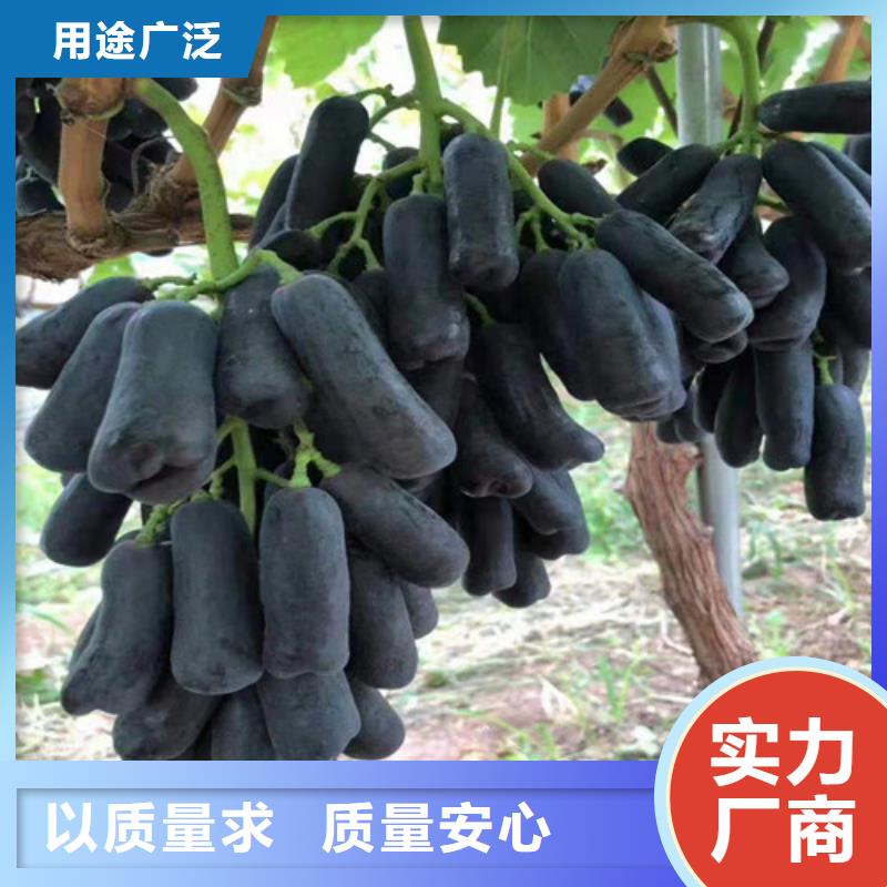 葡萄苹果苗粘木畅销本地