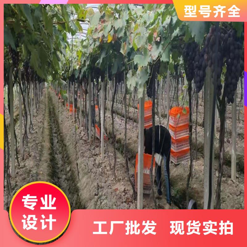 葡萄海棠盆景苗根据要求定制