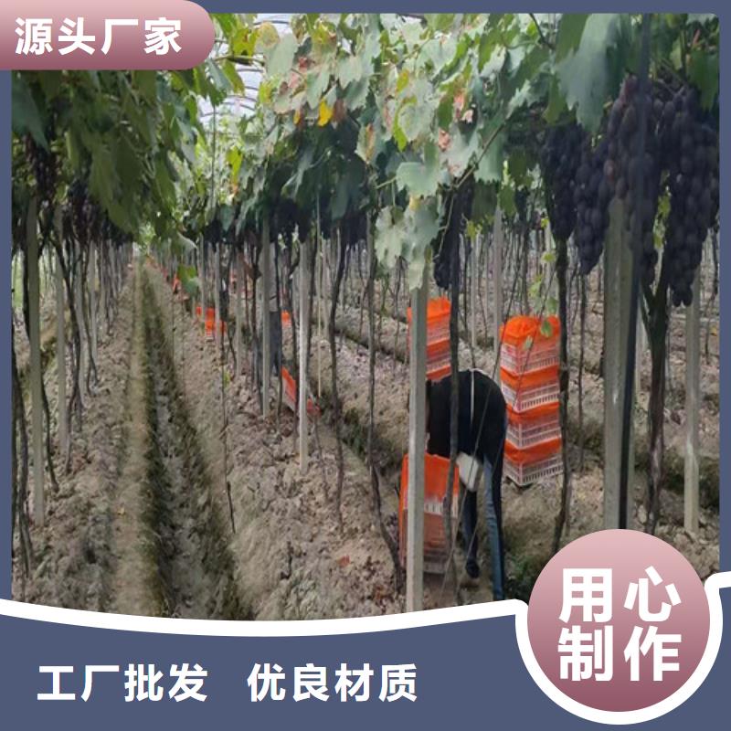 油桃苗视频-油桃苗-苗木中心(山南市分公司)服务区域曲松|琼结|阿里|昌都|林芝|那曲|日喀则|拉萨