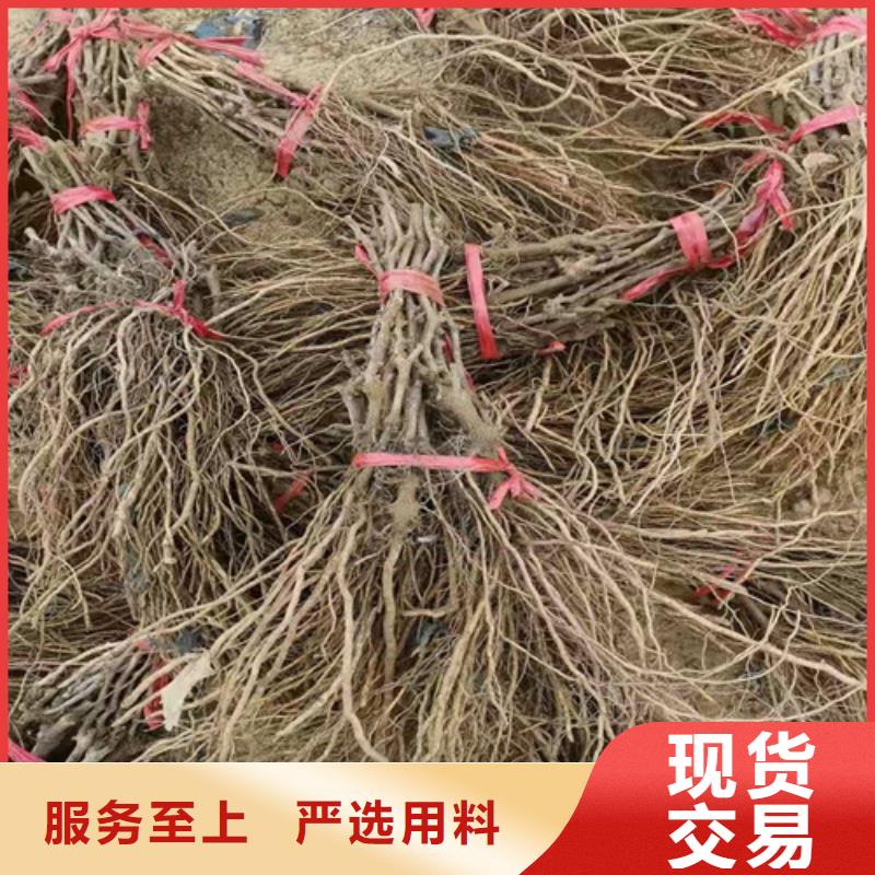 葡萄大棚草莓苗量大从优