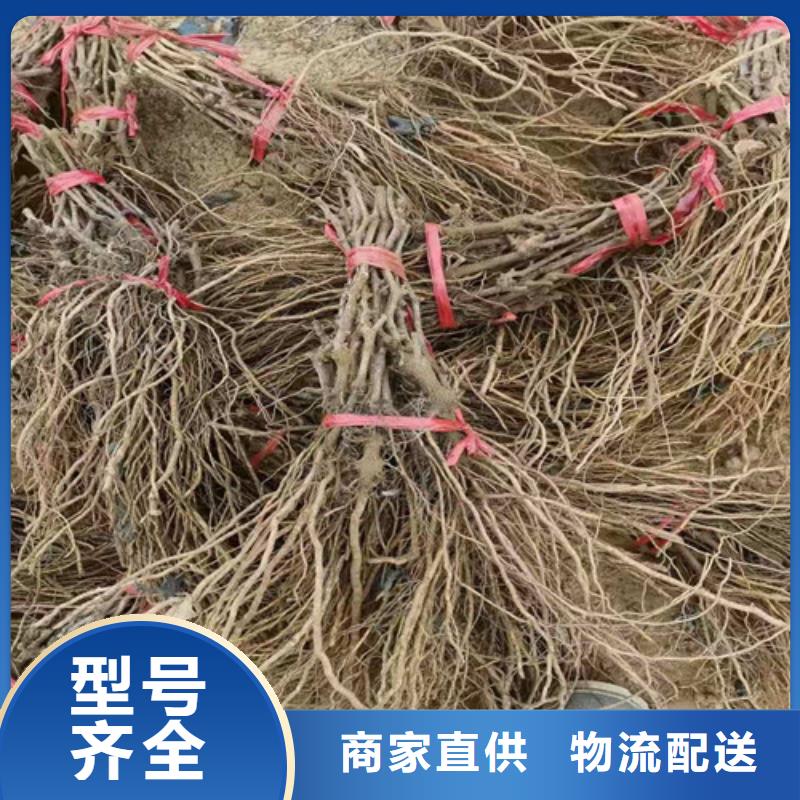 葡萄-苹果苗匠心制造