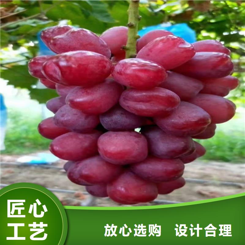 葡萄大棚草莓苗量大从优