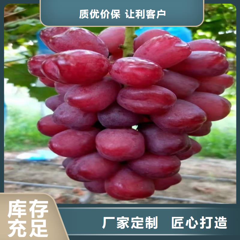 油桃苗视频-油桃苗-苗木中心(山南市分公司)服务区域曲松|琼结|阿里|昌都|林芝|那曲|日喀则|拉萨