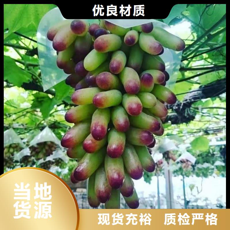 【葡萄】_香椿树苗品质过硬