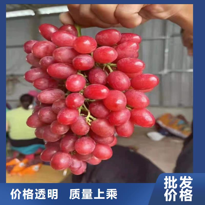 葡萄-苹果苗匠心制造