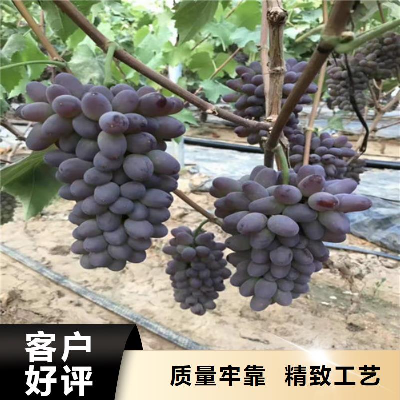 葡萄草莓苗免费寄样