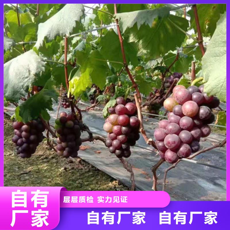 葡萄_苹果苗精益求精