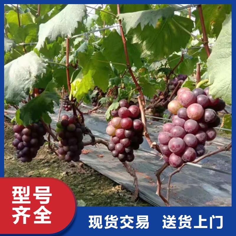 葡萄草莓苗免费寄样