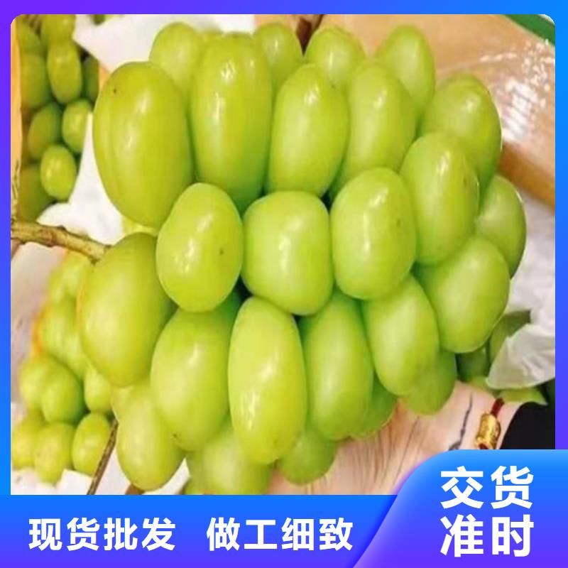 葡萄软枣猕猴桃苗现货充裕