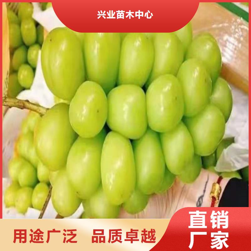 葡萄海棠盆景苗根据要求定制