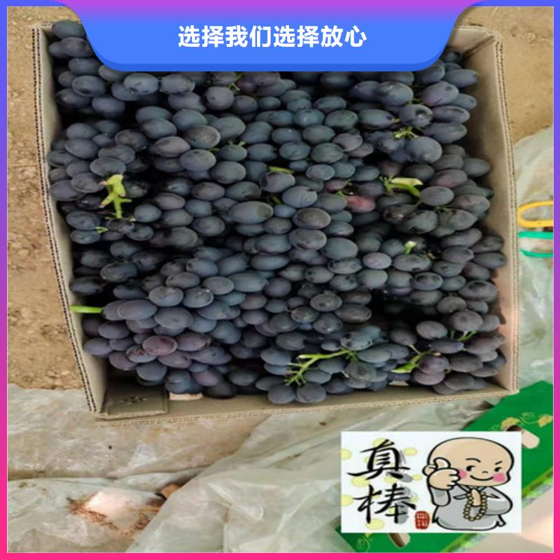 葡萄大棚草莓苗量大从优