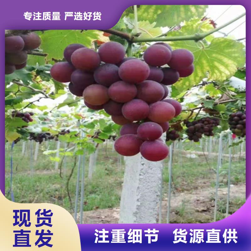 葡萄草莓苗好产品放心购