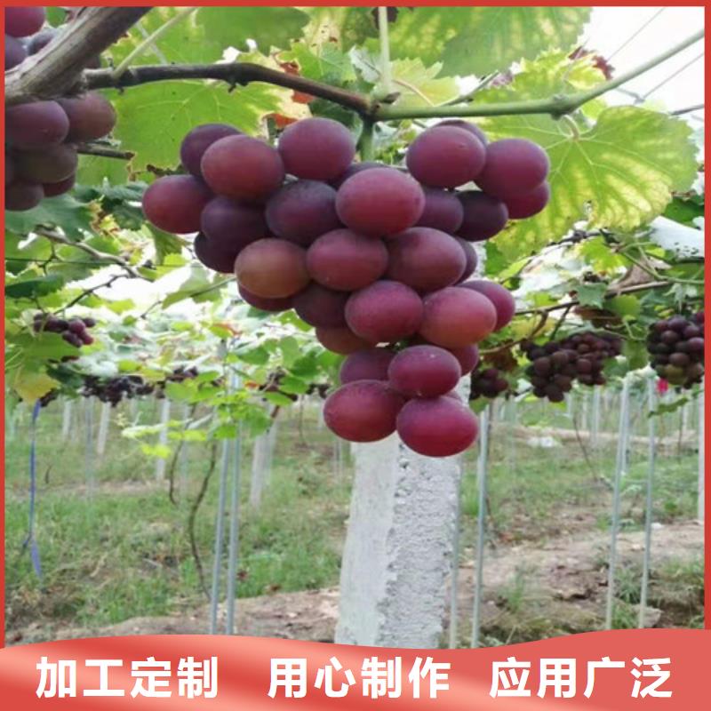 葡萄梨树苗客户满意度高