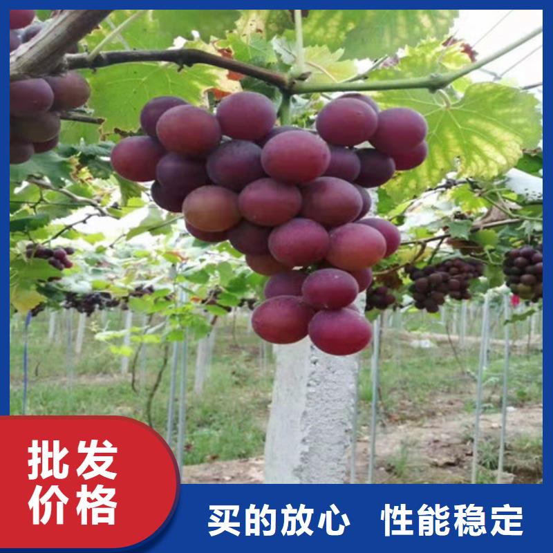 葡萄-桃树苗专注细节使用放心