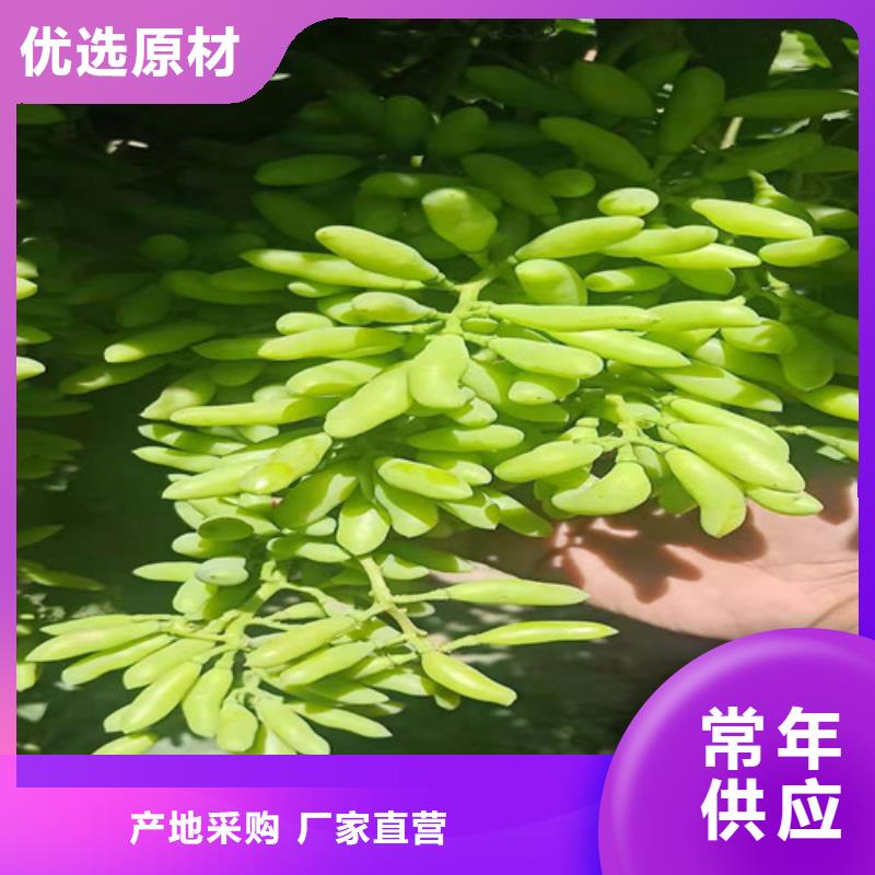 油桃苗视频-油桃苗-苗木中心(山南市分公司)服务区域曲松|琼结|阿里|昌都|林芝|那曲|日喀则|拉萨