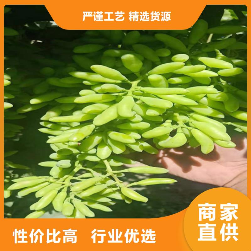 葡萄-桃树苗专注细节使用放心