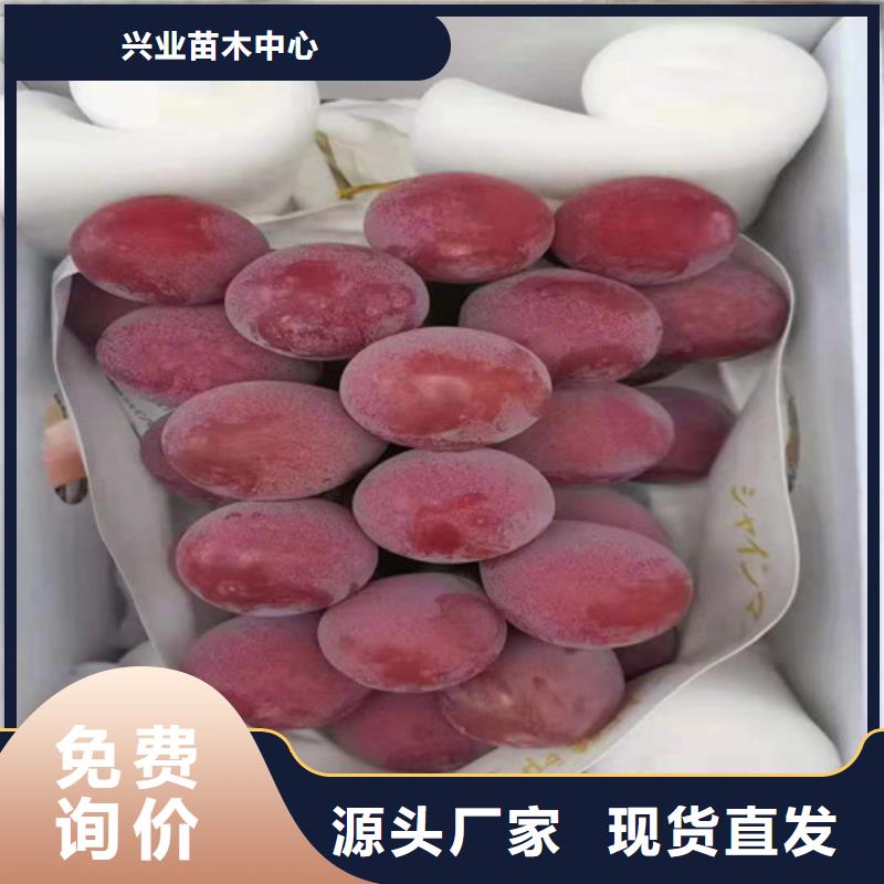 葡萄梨树苗客户满意度高