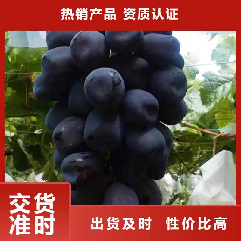 油桃苗视频-油桃苗-苗木中心(山南市分公司)服务区域曲松|琼结|阿里|昌都|林芝|那曲|日喀则|拉萨