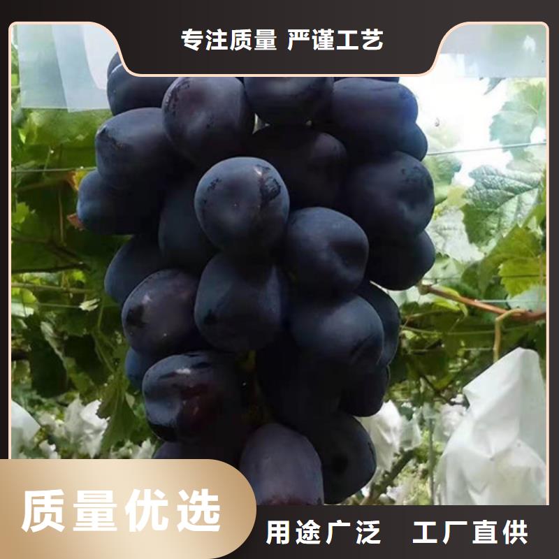 葡萄大棚草莓苗量大从优
