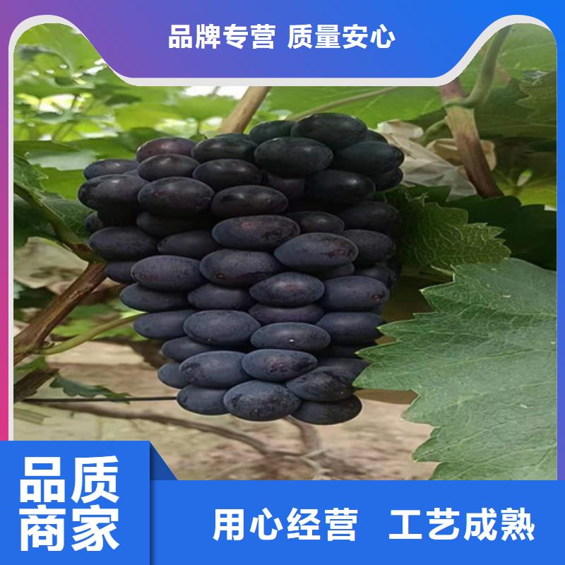 葡萄樱桃树苗品种全