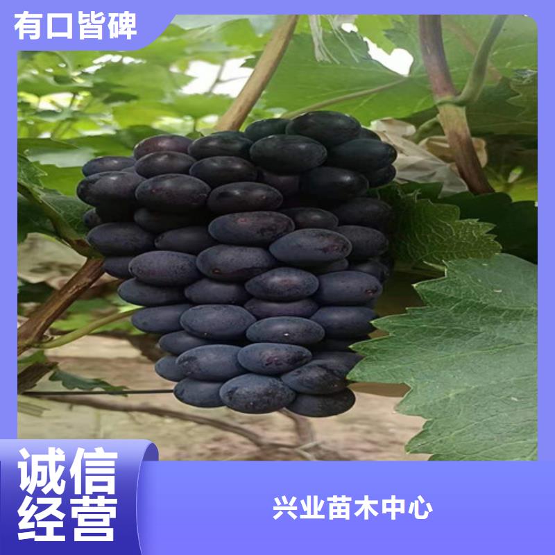 葡萄-苹果苗匠心制造