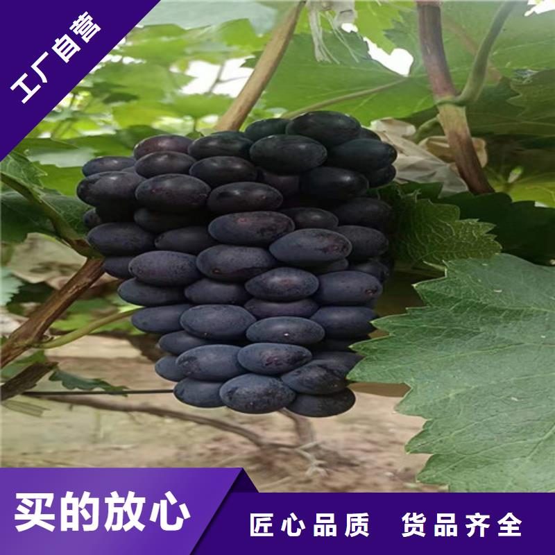 葡萄海棠盆景苗根据要求定制