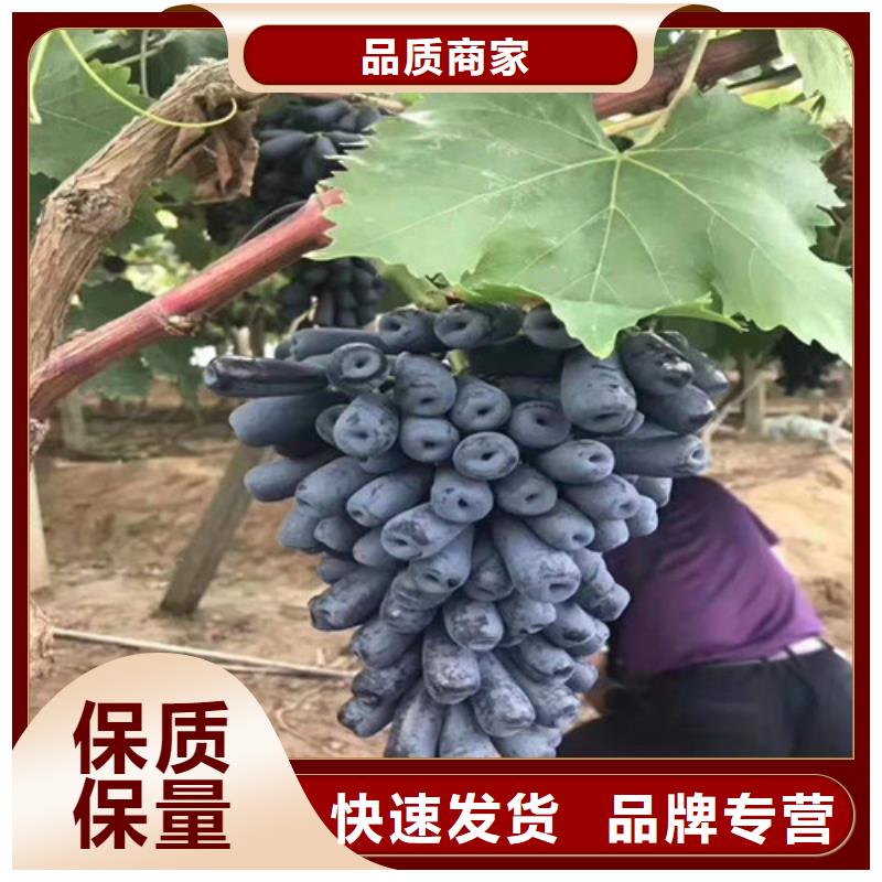 葡萄梨树苗客户满意度高