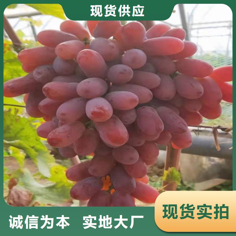 葡萄软枣猕猴桃苗现货充裕
