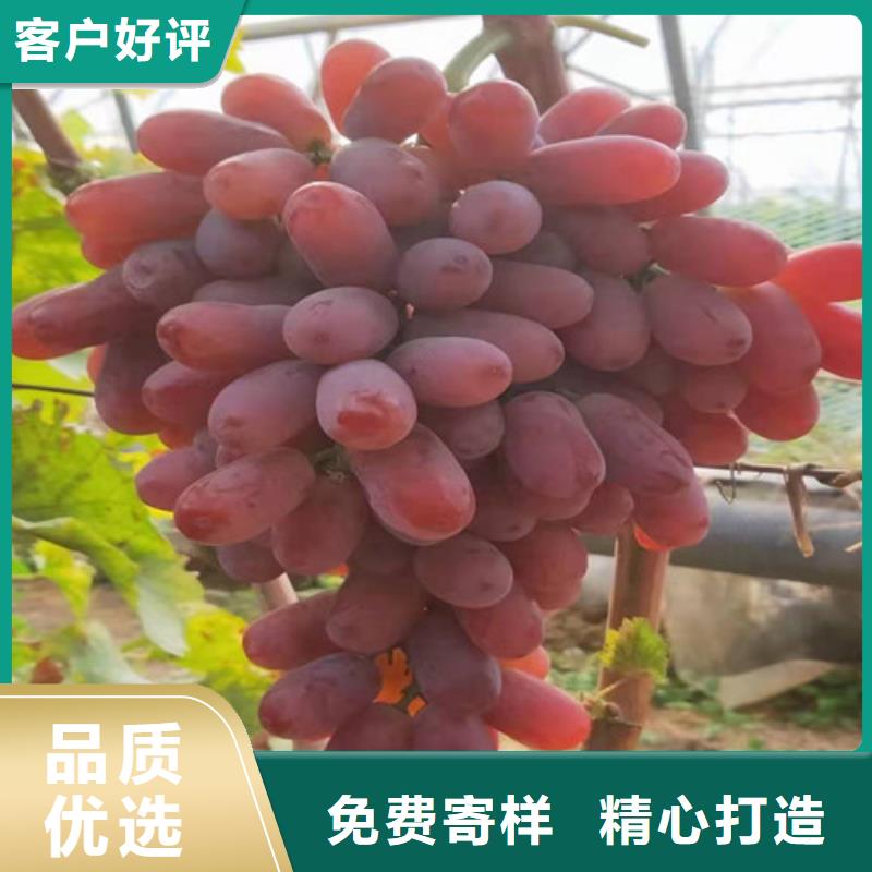 葡萄-桃树苗专注细节使用放心