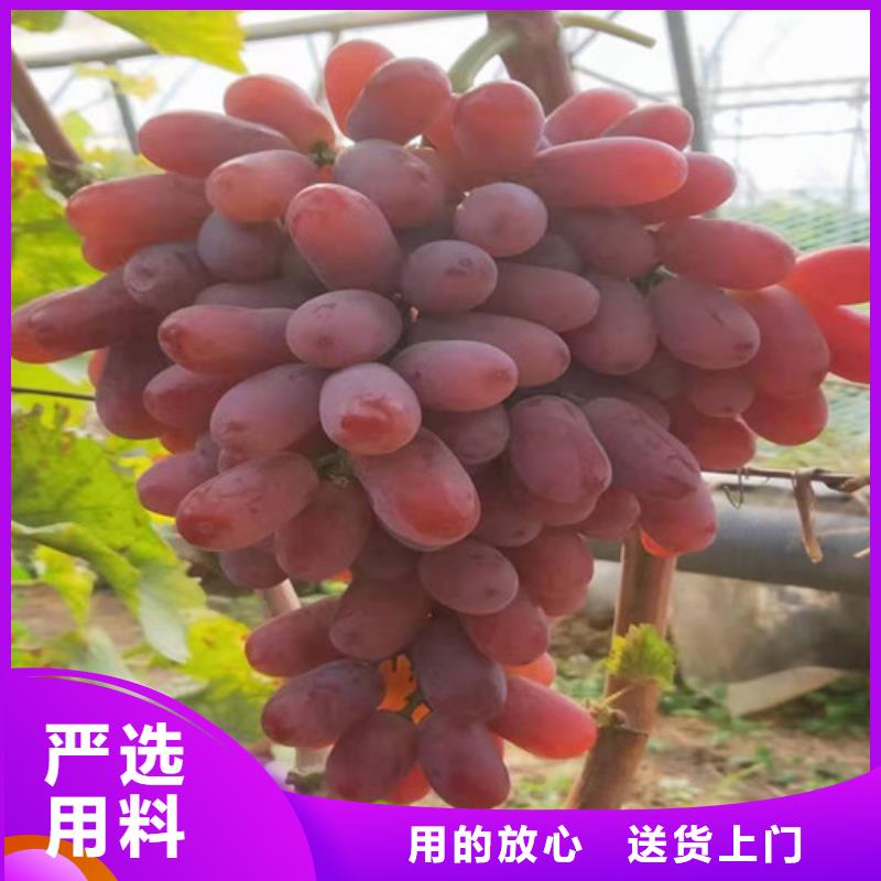 葡萄草莓苗免费寄样