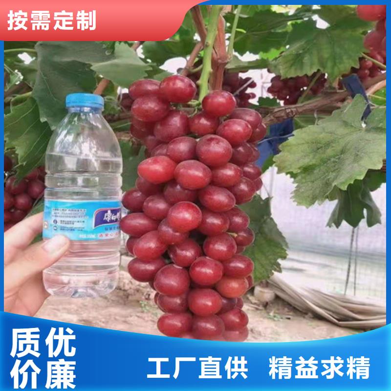 葡萄海棠盆景苗根据要求定制
